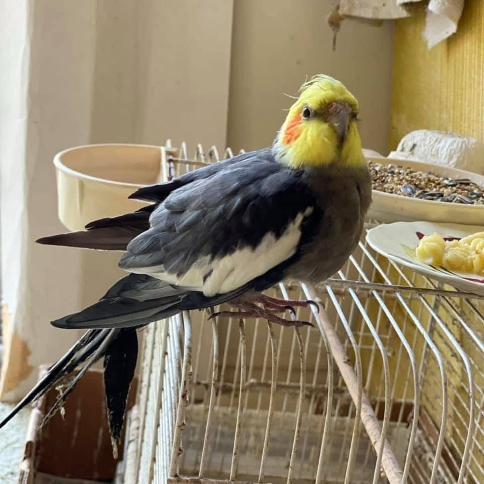 A four year old picture of our cockatiel with a yellow head, orange cheeks, and a mostly grey body