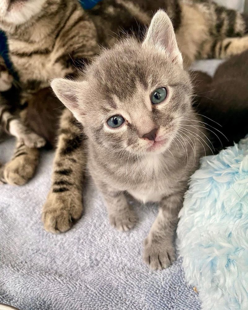 My grey tabby Lila when she was about six weeks old.