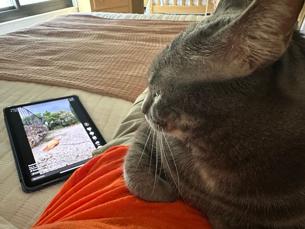 Lila cat lying on me and watching TikTok on the iPad