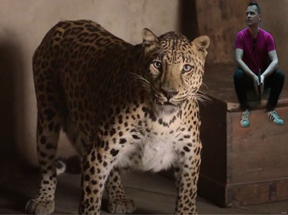 An edit of a tiny David Jenkins in a scene from OFMD season one episode ten. David is sitting on a box next to Ned the jungle cat. 