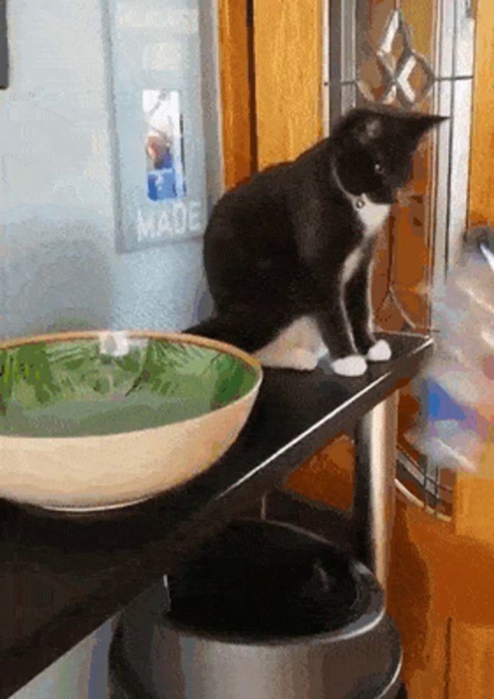 a black and white cat is sitting on a shelf next to a bowl and a sign that says made