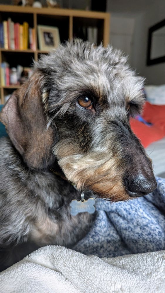 A wired sausage dog sitting on a blanket thinking that going outside in this weather is for crazy people