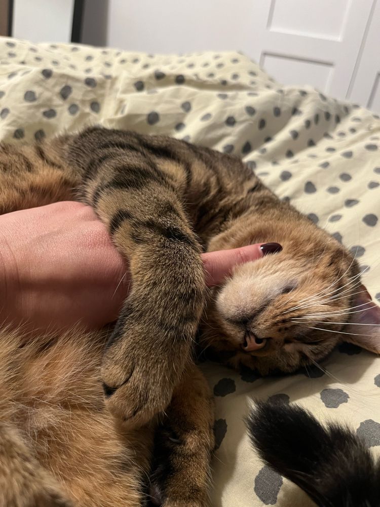 A hand petting a brown tabby cat on the chin. It is laying on a yellow polka dot bed cover.