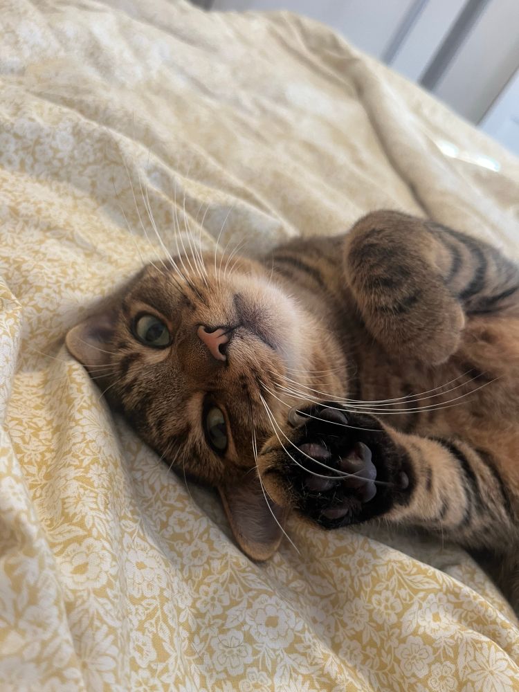 A brown tabby cat laying on a yellow duvet looking cuddly and peaceful