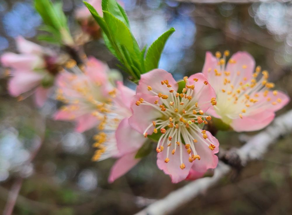 Peach blossoms.