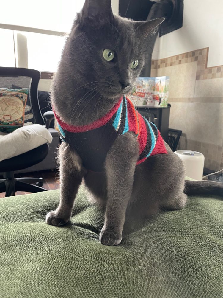 Cat in sweater