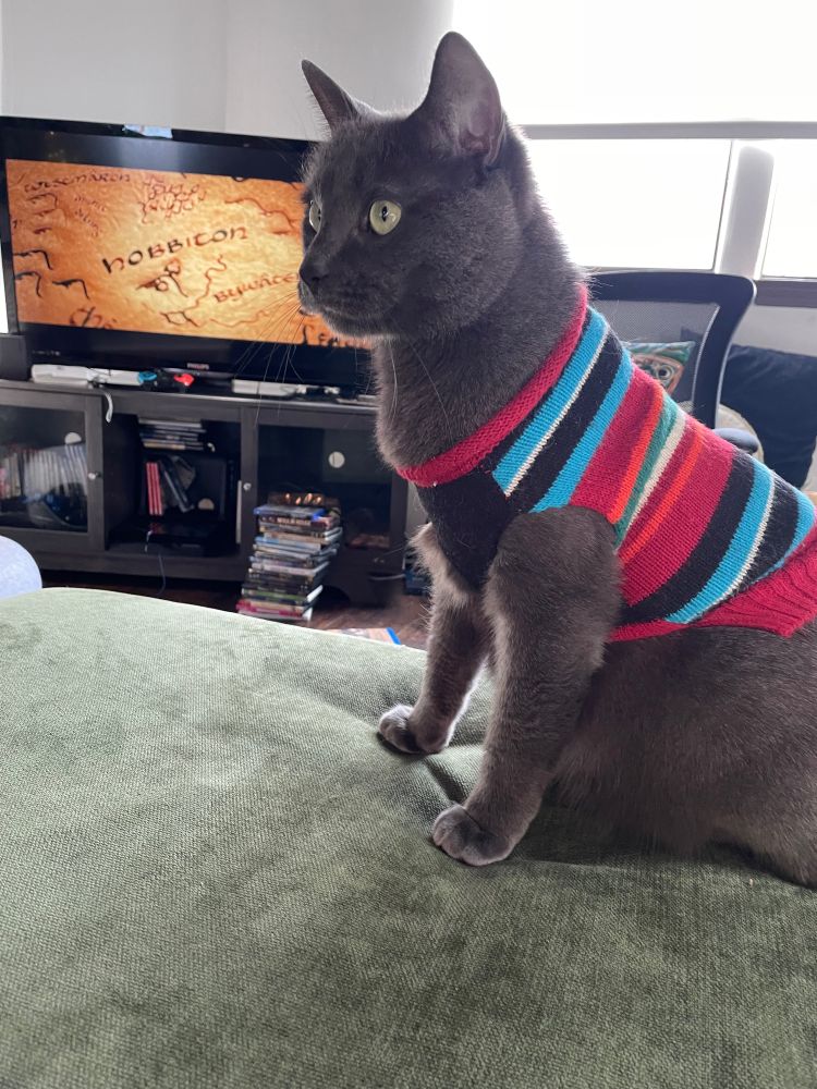 Cat in sweater