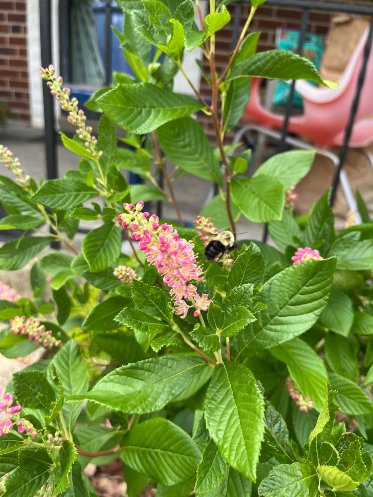 Pink clethra with happy bee
