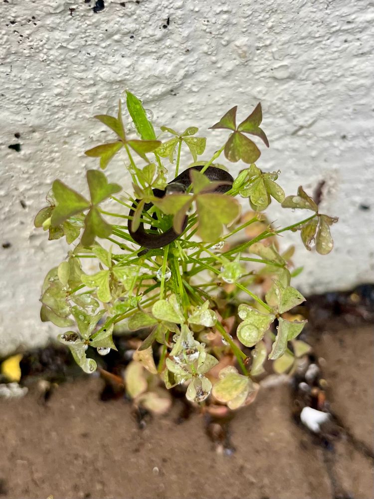 Snake no more than a few inches long curled up in the branches of a little weed growing out of a patio crack 
