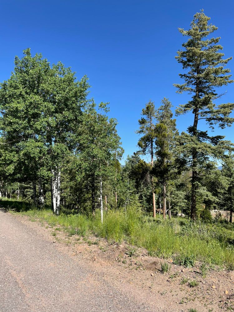 Blue sky and bright green Aspen trees.
