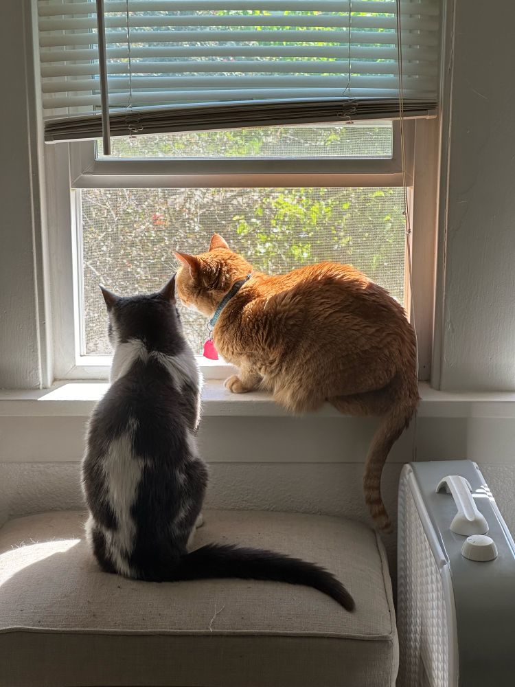 one white and grey cat sits on an ottoman while an orange cat sits in the windowsill beside him as they look out a window together