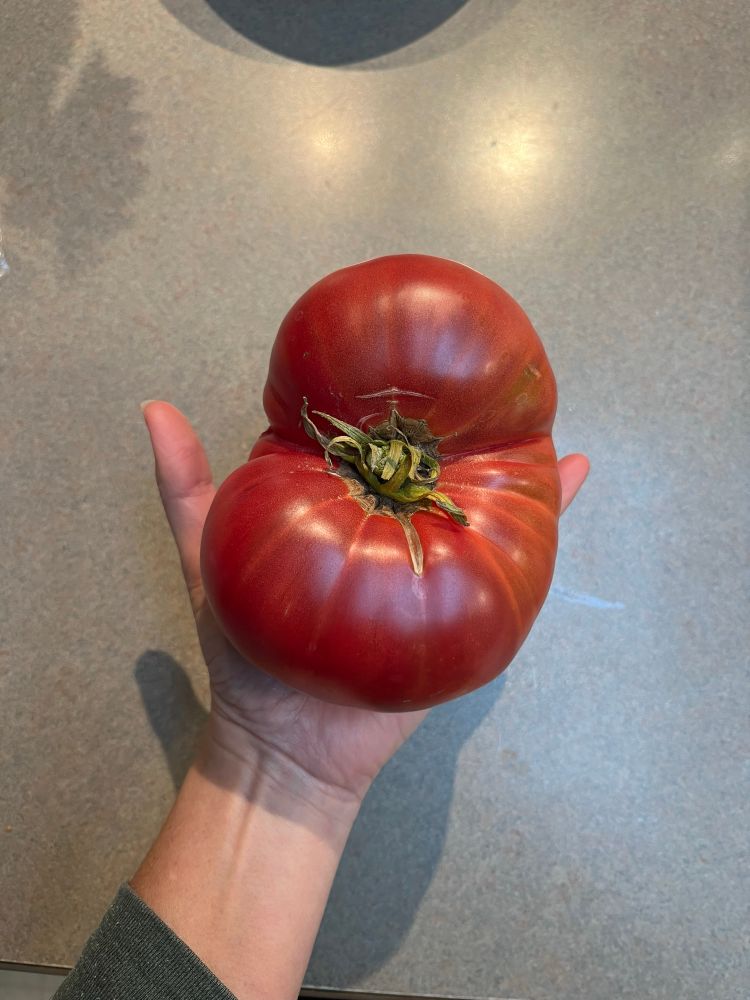 A hand holding a very large red tomato that is bigger than the hand holding it 