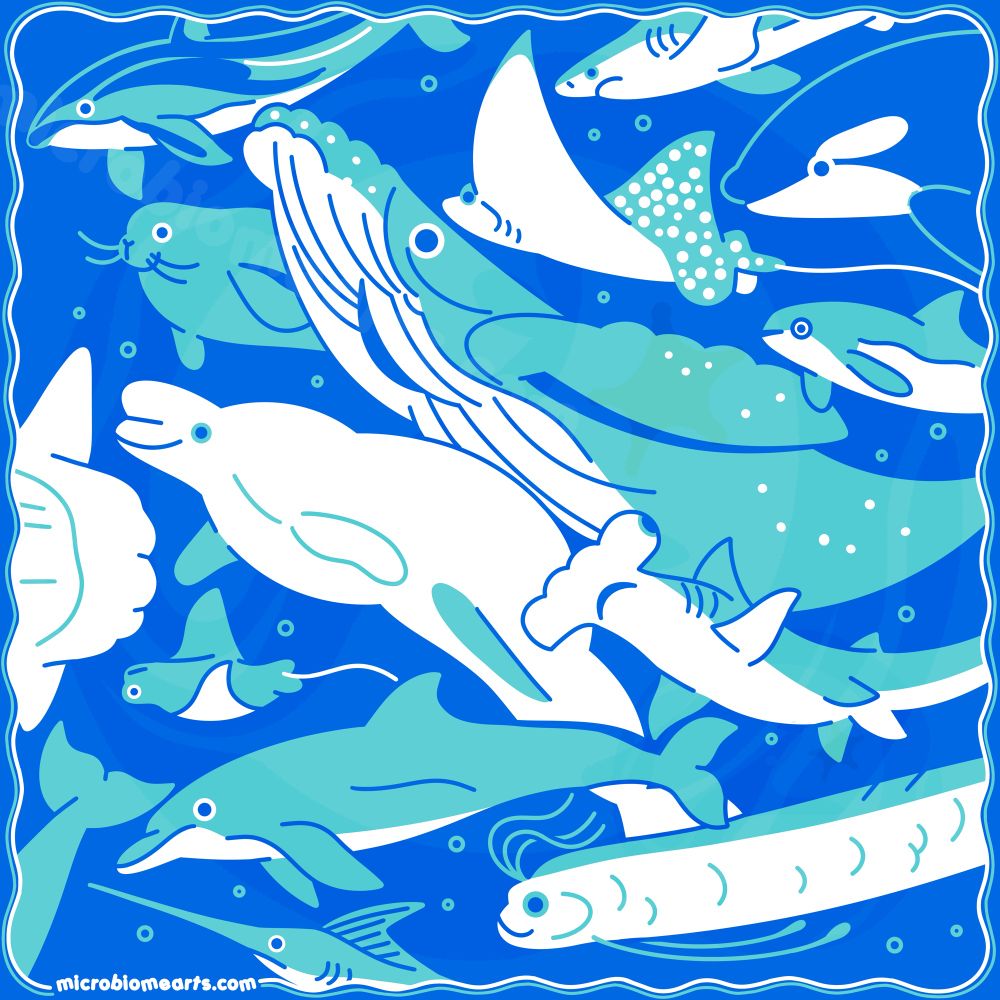 3 tone illustration in royal blue, teal and white of various large marine life species, including whales, dolphins, sharks and more. The lineart is smooth, uniform and graphic with the same line weight, with a slightly wave square border.