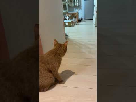 朝ごはん、まだ、ニャリか。待っているニャリ。#ねこのいる生活 #cat #猫繋がり #猫