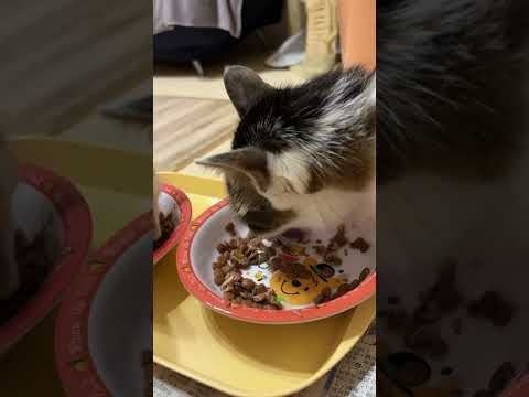 朝ごはんですよ。食べますよ。今朝も３ニャン揃っての朝ごはんです。食べるニャリ。#ねこのいる暮らし #cat #まいにちごはん #猫繋がり #猫
