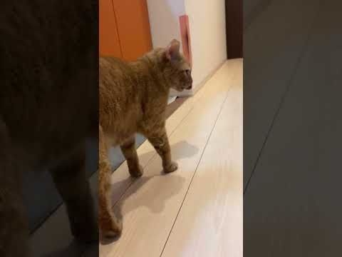 朝ごはんの時間です。まだですか。待っているニャリ。#ねこのいる暮らし #cat #猫繋がり #猫
