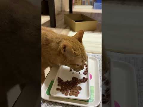 朝ごはんニャリ。食べるニャリ。今朝も３ニャン揃っての朝ごはんです。#ねこのいる暮らし #cat #猫繋がり #猫