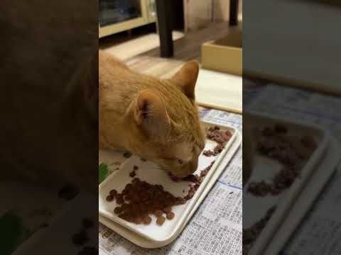 食べるニャリ。朝ごはん食べるニャリ。３ニャン揃っての朝ごはんです。#ねこのいる生活 #cat #まいにちごはん #猫繋がり #猫