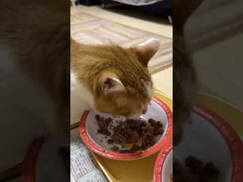食べるニャリ。朝ごはん食べるニャリ。３ニャン揃って食べるニャリ。#ねこのいる生活 #cat #まいにちごはん #猫繋がり #猫