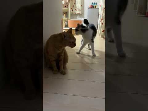 そろそろ朝ごはんですね。起きて待っていますよ。早くニャリ。#ねこのいる生活 #cat #猫繋がり #猫