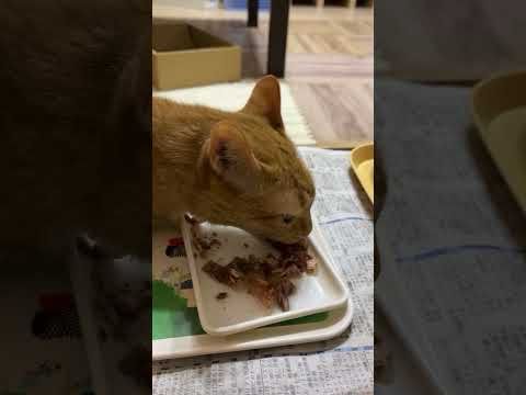 朝ごはんを食べています。今朝も３ニャン揃っての朝ごはんです。食べるニャリ。#ねこの好きな人と繋がりたい #cat #まいにちごはん #猫繋がり #猫