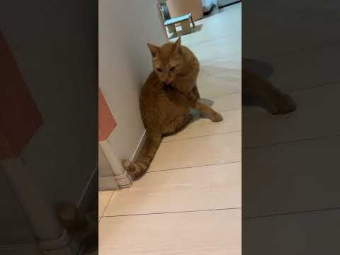 朝ごはんを待っているのよ。まだなの。早くニャリ。#ねこのいる生活 #cat #猫繋がり #猫