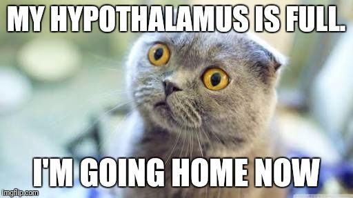 Meme pf wide-eyed gray cat, ears tucked back. Caption: "My hypothalamus is full. I'm going home now."