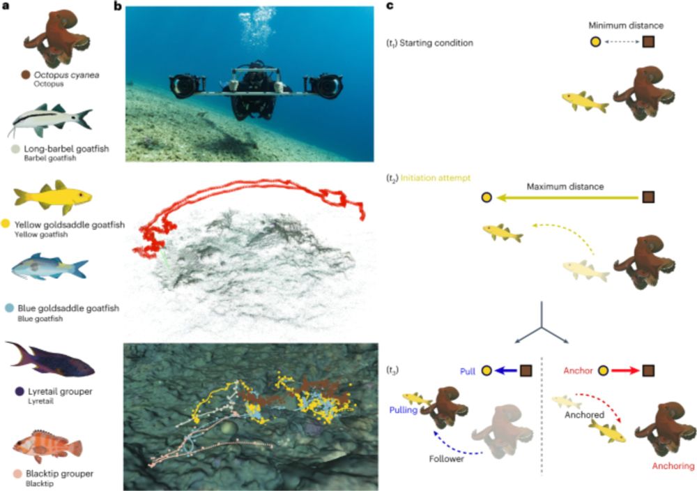 Multidimensional social influence drives leadership and composition-dependent success in octopus–fish hunting groups - Nature Ecology & Evolution