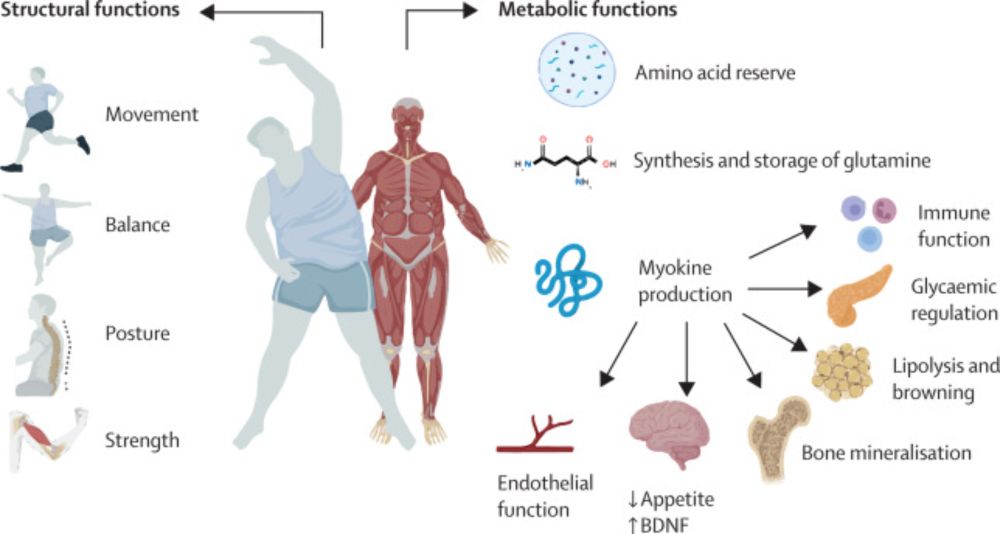 Muscle matters: the effects of medically induced weight loss on skeletal muscle