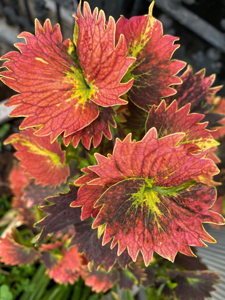 Red coleus leaves with vibrant yellow-green margins. The leaves have a serrated edge and look as though they whirl out from the center.
