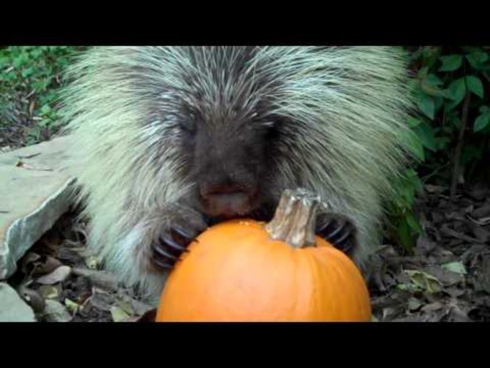 Teddy Bear, the talking porcupine, likes pumpkin, too!