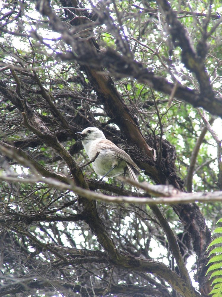 Photo of a Pōpokotea (Whitehead) on Tiritiring Matangi Island.