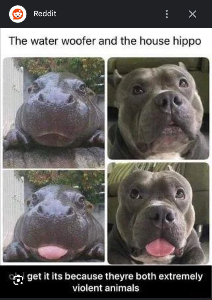 Moo Deng and gray pit bulls side by side, same expressions, looking awfully similar … 