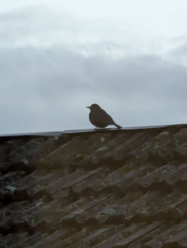 Là silhouette d'un petit oiseau (sans doute un moineau) se découpe dans le ciel de l'aube un peu grise. Il se tient sur le faîte d'un toit de tuiles mécaniques.