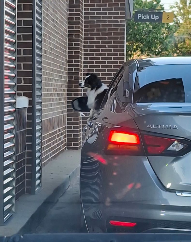 Photo from behind another car in the McDonalds drive through. A small white and black dog is sitting in the driver's side window, sitting leaning out far enough to be clearly visible from behind their car, as if they are accepting the drive through order.