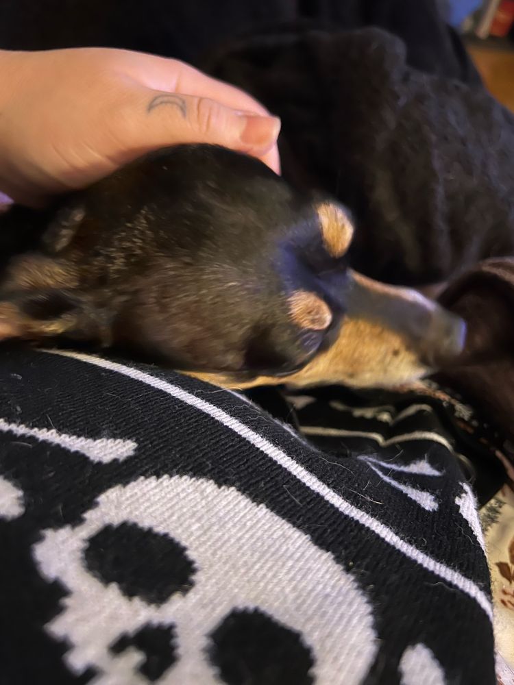 A pic of Maple (a black and tan minpin-chihuahua mix) resting her head on my stomach. I’m wearing a black and white skull cardigan.my left hand is rubbing her head and my moon tattoo is visible on my thumb. There’s a black blanket in the background.