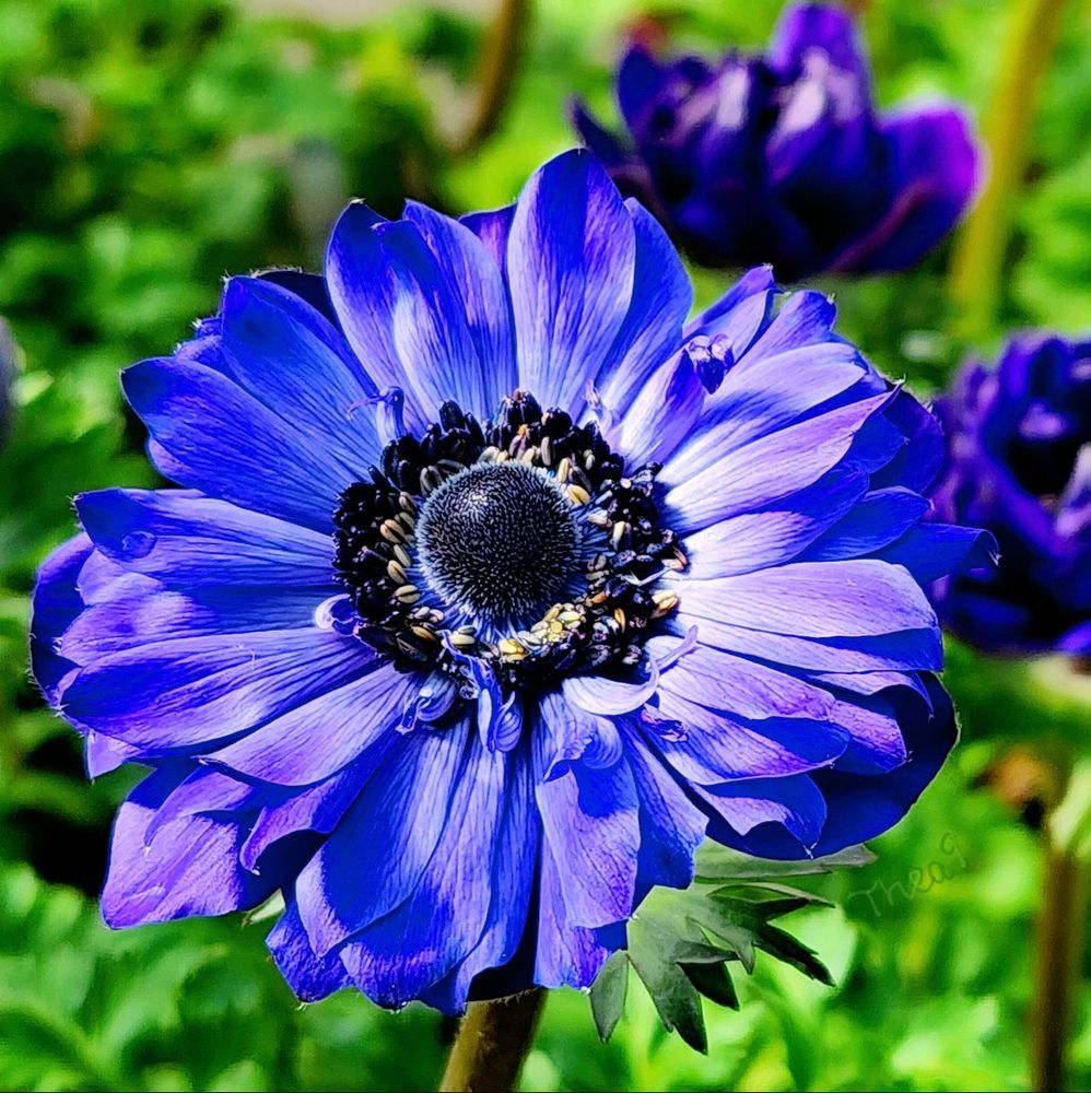 Deep indigo anemone blossoms float above verdant foliage on the spring equinox. 💠