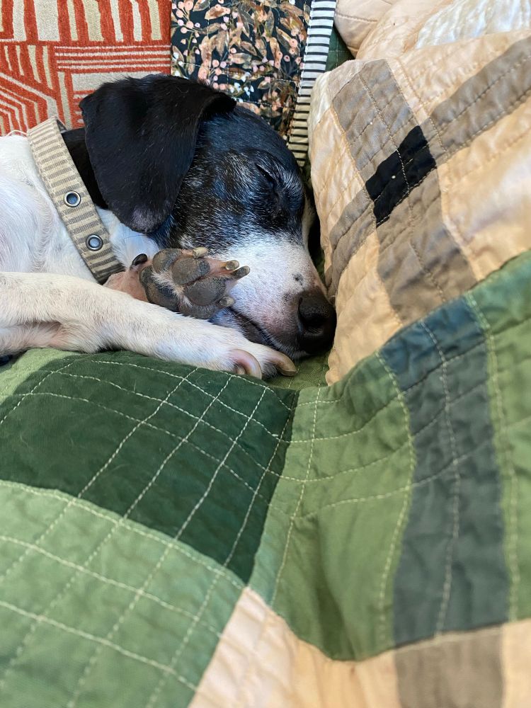 Kevin, a small black and white dog is sleeping soundly on a green quilt with his paws crossed by his little snout. 