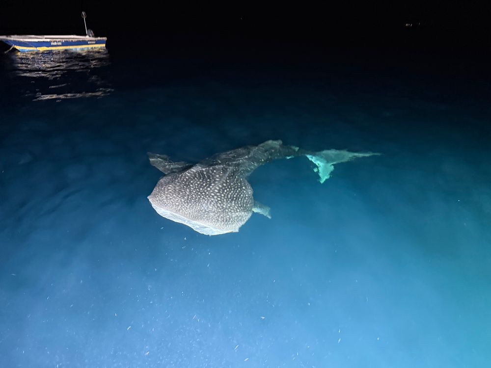 Whale shark hoovering up plankton at the surface under the lights at the back of a dive boat in the Maldives 