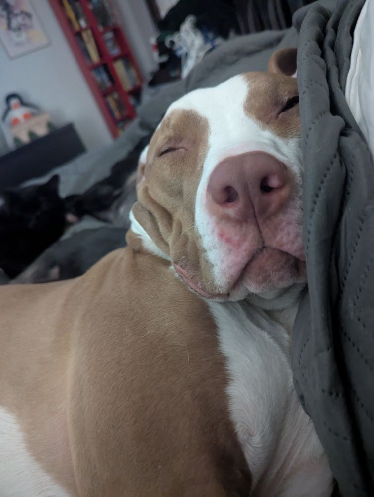 Sleeping brown and white dog