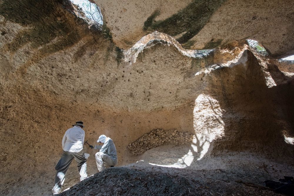 
The well-preserved fossilized reefs from the Dominican Republic date back 7000 years and reveal important changes in Caribbean reef ecosystems over time. Credit: Sean Mattson
The well-preserved fossilized reefs from the Dominican Republic date back 7000 years and reveal important changes in Caribbean reef ecosystems over time. Credit: Sean Mattson

