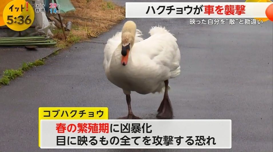 コブハクチョウ
春の繁殖期に凶暴化　目に映るもの全てを攻撃する恐れ