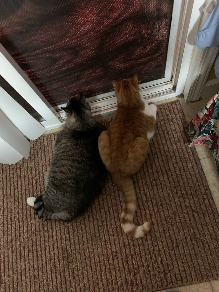 Gray tabby cat and orange tabby cat staring intently into the backyard 