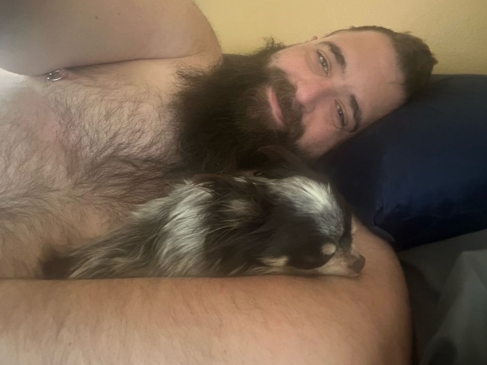 Bear and his chihuahua in bed.