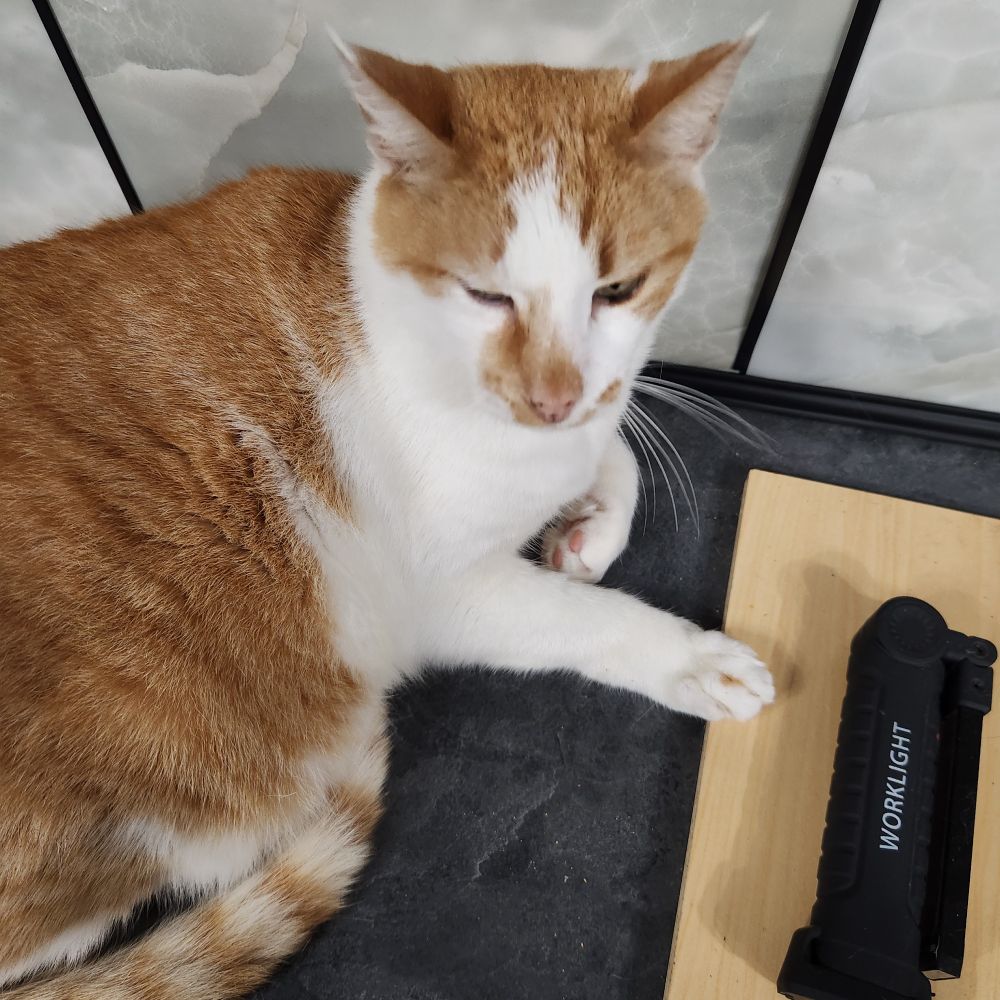Meany my orange and white cat.