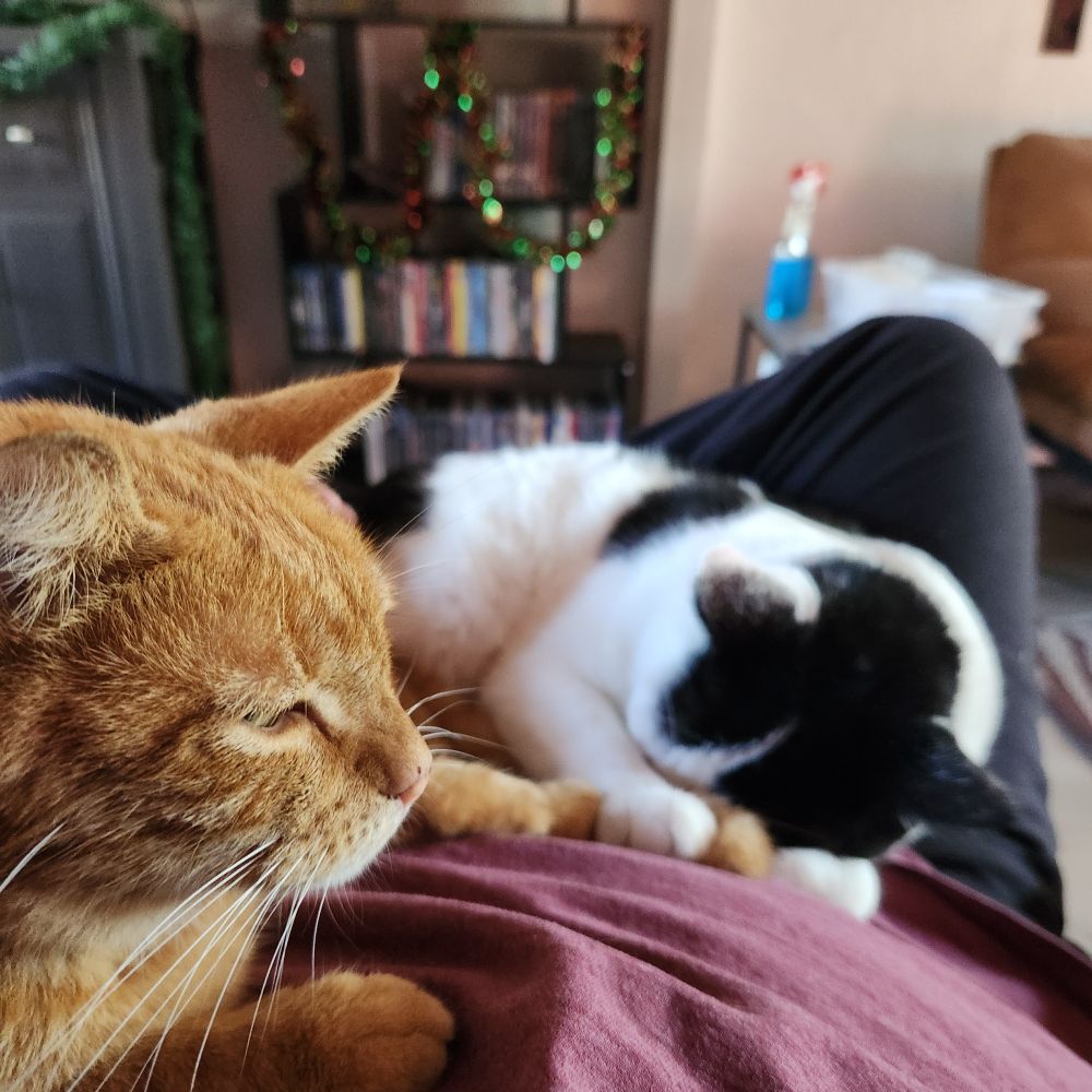 Lucky my orange kitten 
Winky my black and white kitten 