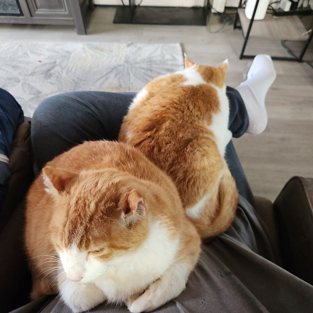 Front one is Sammy my orange and white cat.

Back one is Meany, another orange and white cat.