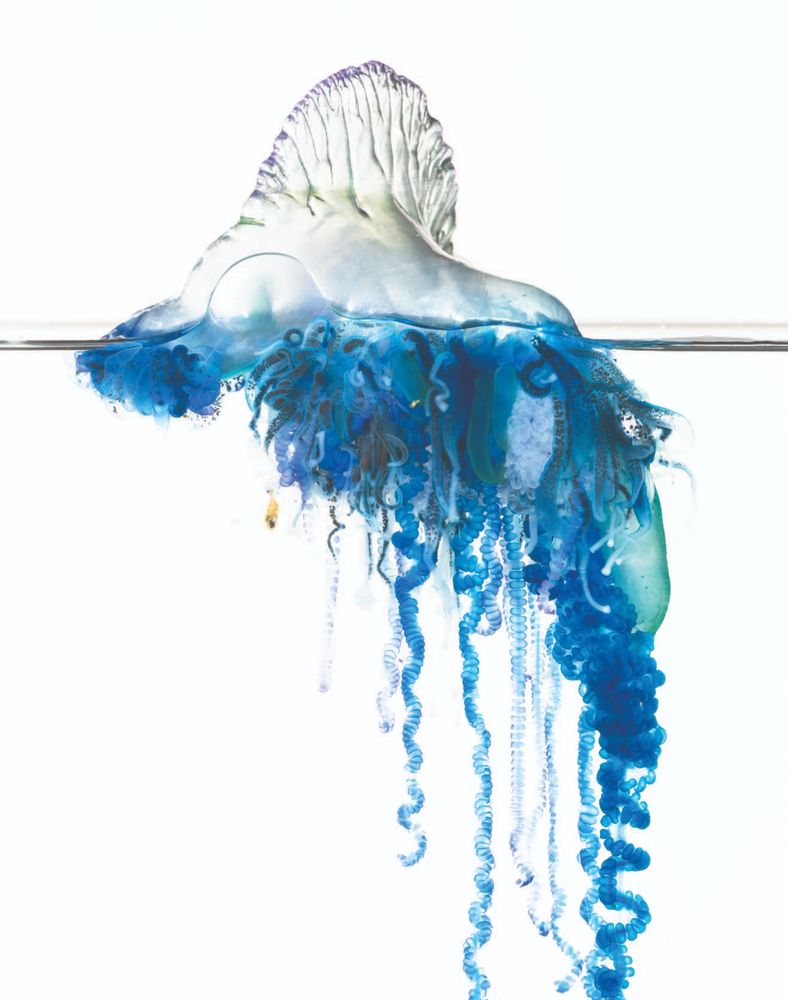 Physalia megalista, a cnidiran with a gas filled float, raised sail, and long blue tentacles hanging below. Image credit: Dalila Destanović