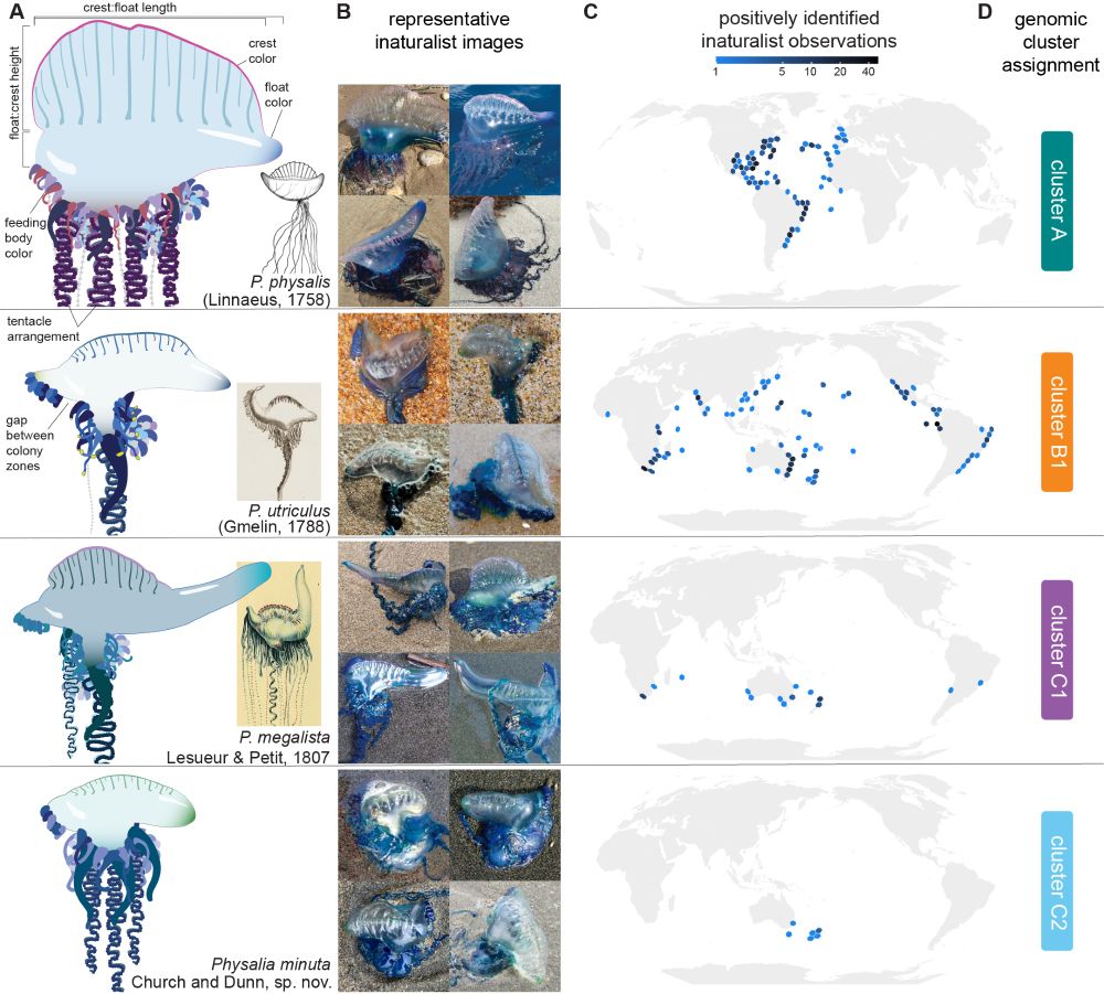 illustrations of four species of Physalia alongside original drawings and iNaturalist images. Maps of positively identified iNaturalist records show the distribution of each species.