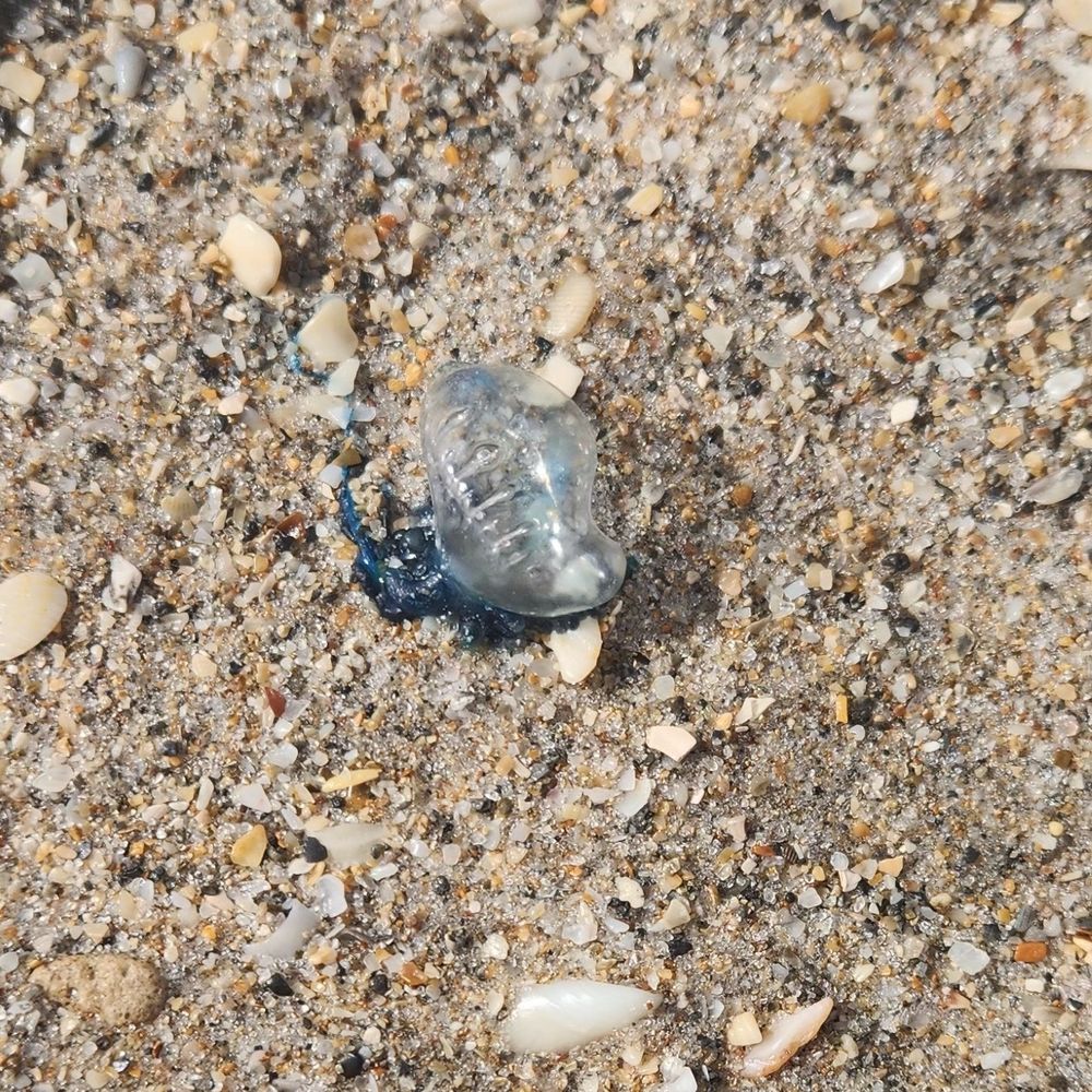 a juvenile Physalia colony, a glassy bubble on the beach with a small tentacle, credit Ashley user arabella-31 via iNaturalist: https://www.inaturalist.org/observations/256003990